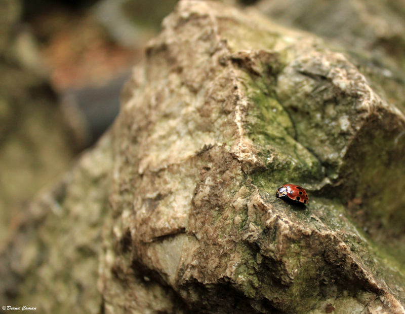 Climbing ladybird
