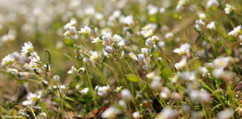 Spring - White flowers