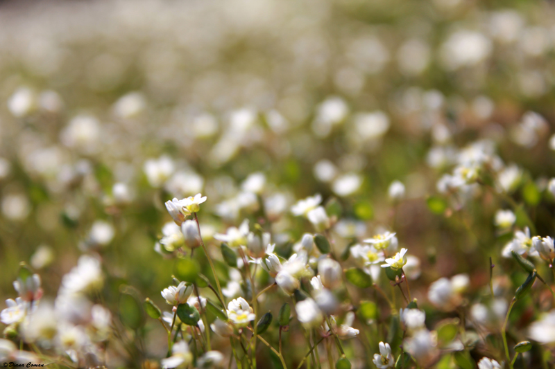 Spring - White flowers